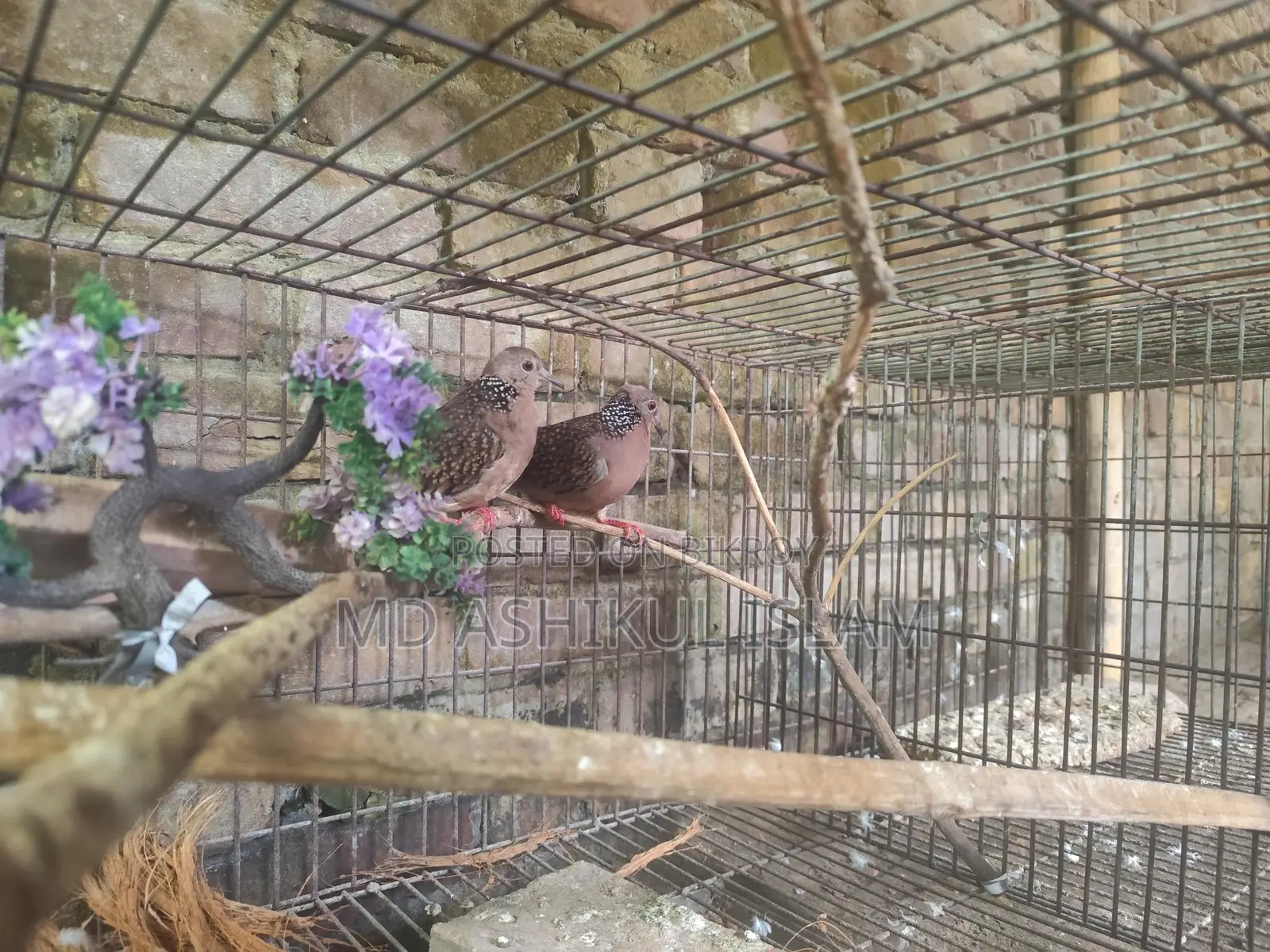 Spotted Dove Pair