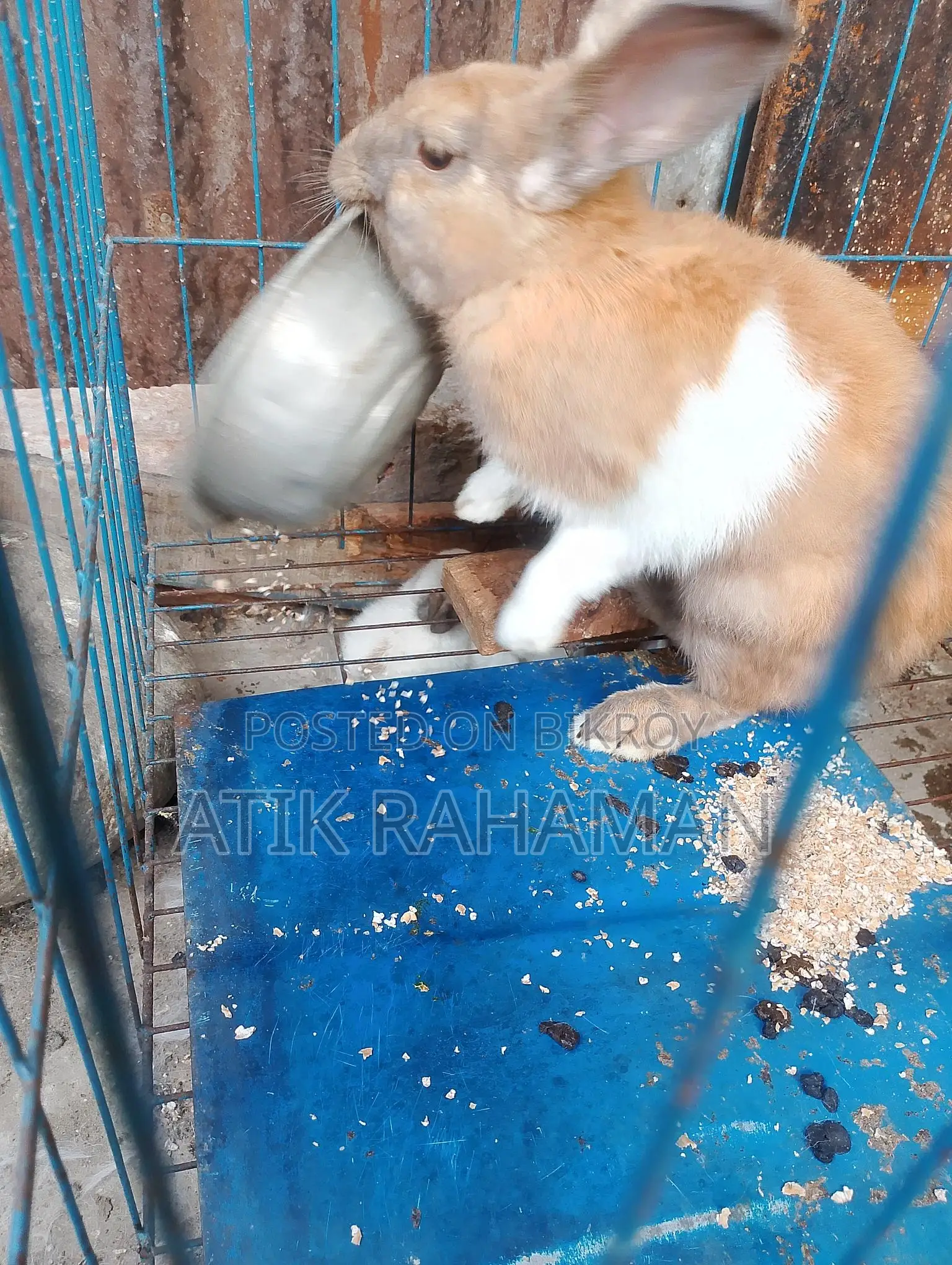 Rabbit for Sale