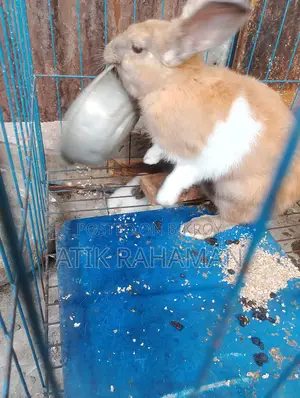 Rabbit for Sale