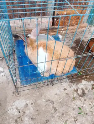 Rabbit for Sale