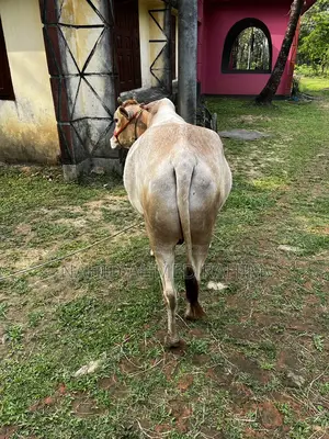 One bull for sale.