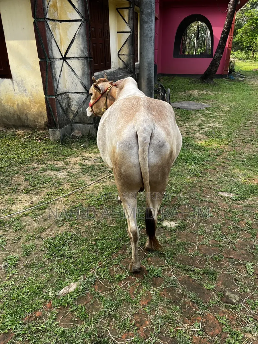 One bull for sale.