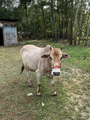 One bull for sale.