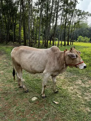 One bull for sale.
