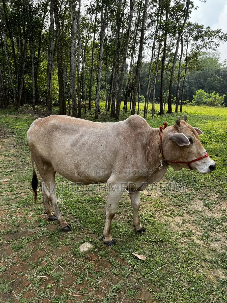 One bull for sale.