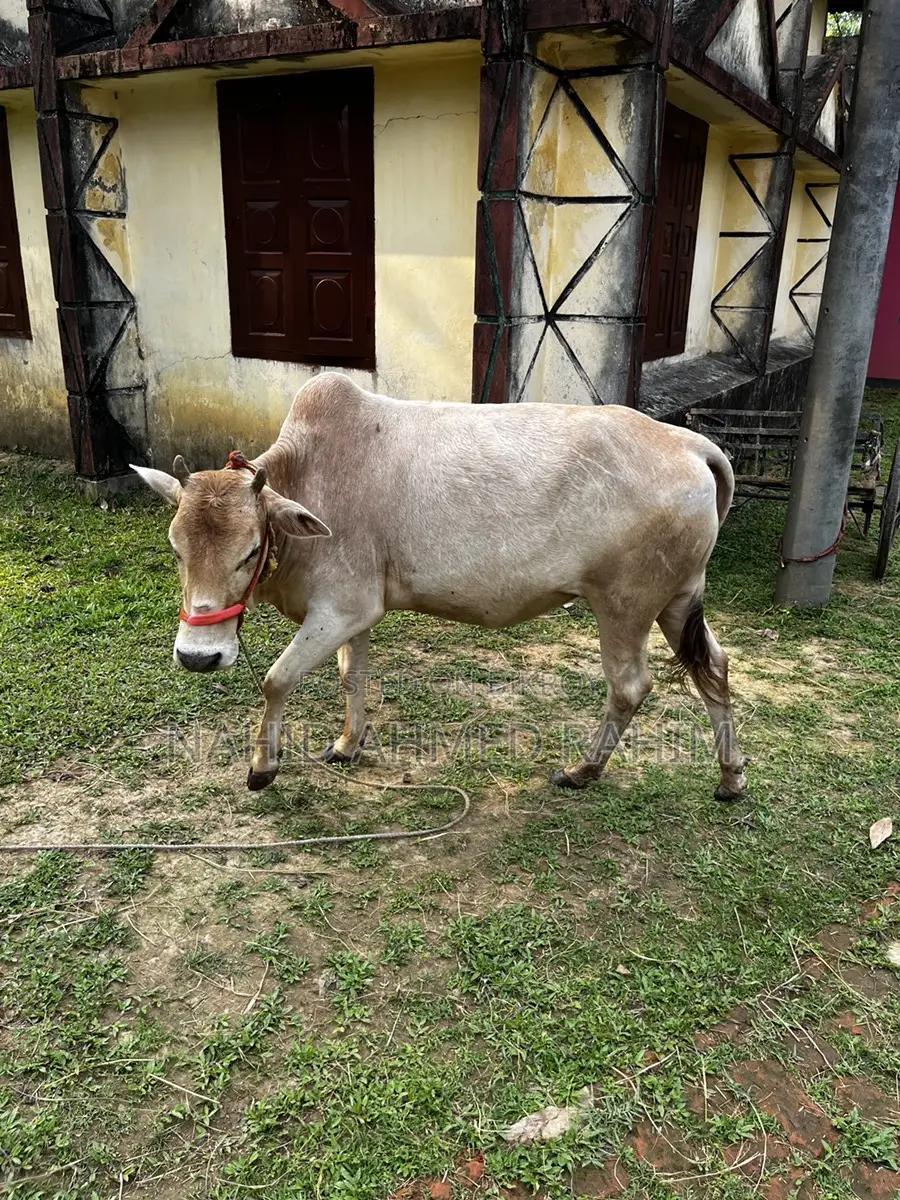 One bull for sale.