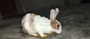 খরগোশ টা বিক্রি করবো