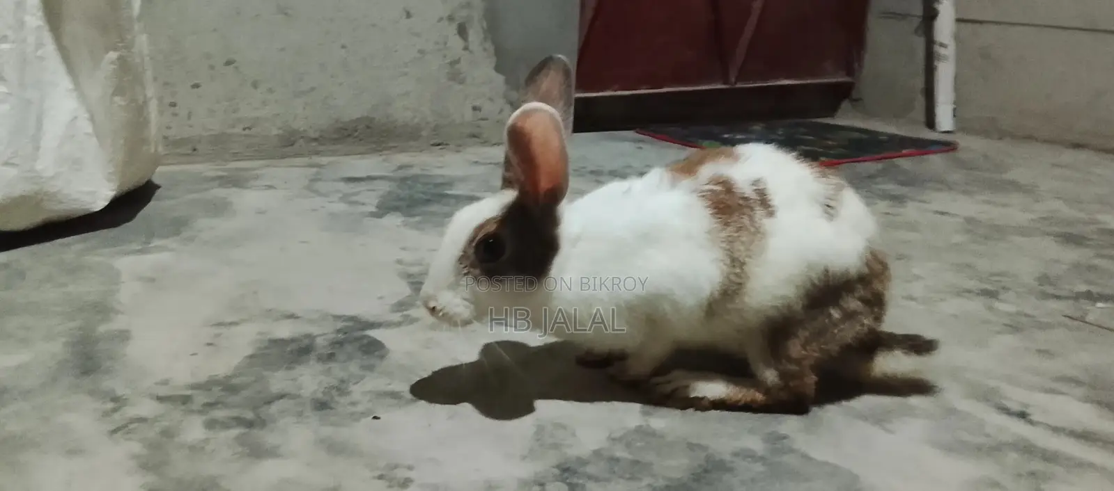 খরগোশ টা বিক্রি করবো