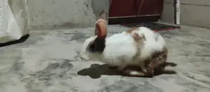 খরগোশ টা বিক্রি করবো