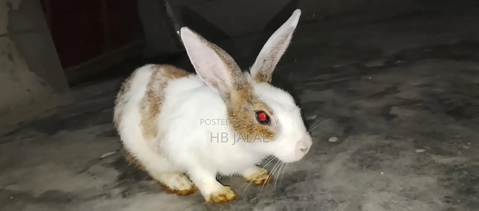 খরগোশ টা বিক্রি করবো