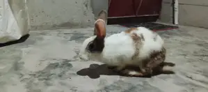 খরগোশ টা বিক্রি করবো
