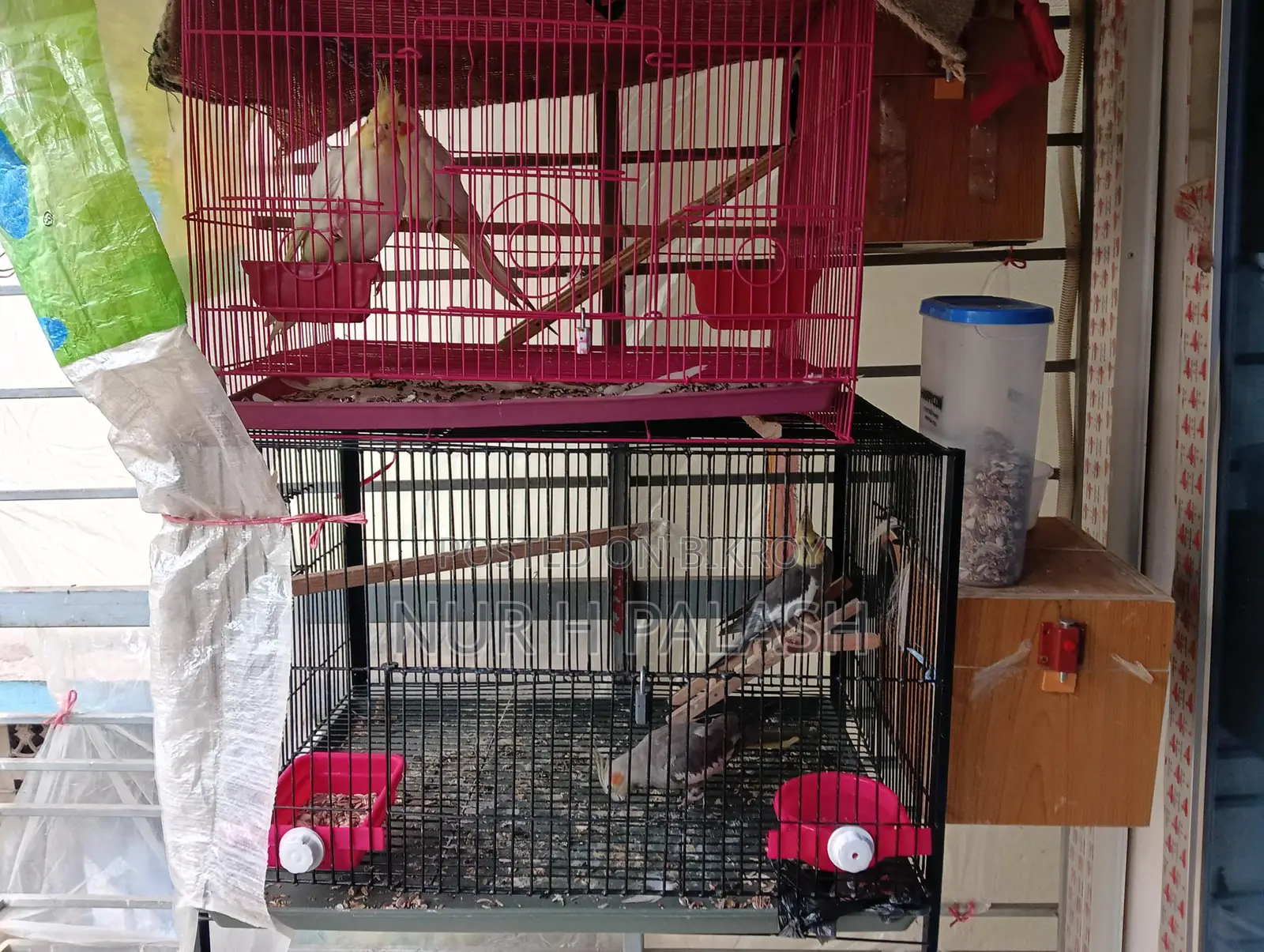 Running Cockatiel 2 Pairs