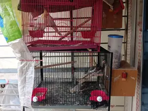 Running Cockatiel 2 Pairs
