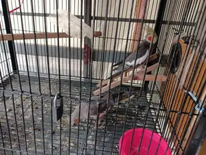 Running Cockatiel 2 Pairs