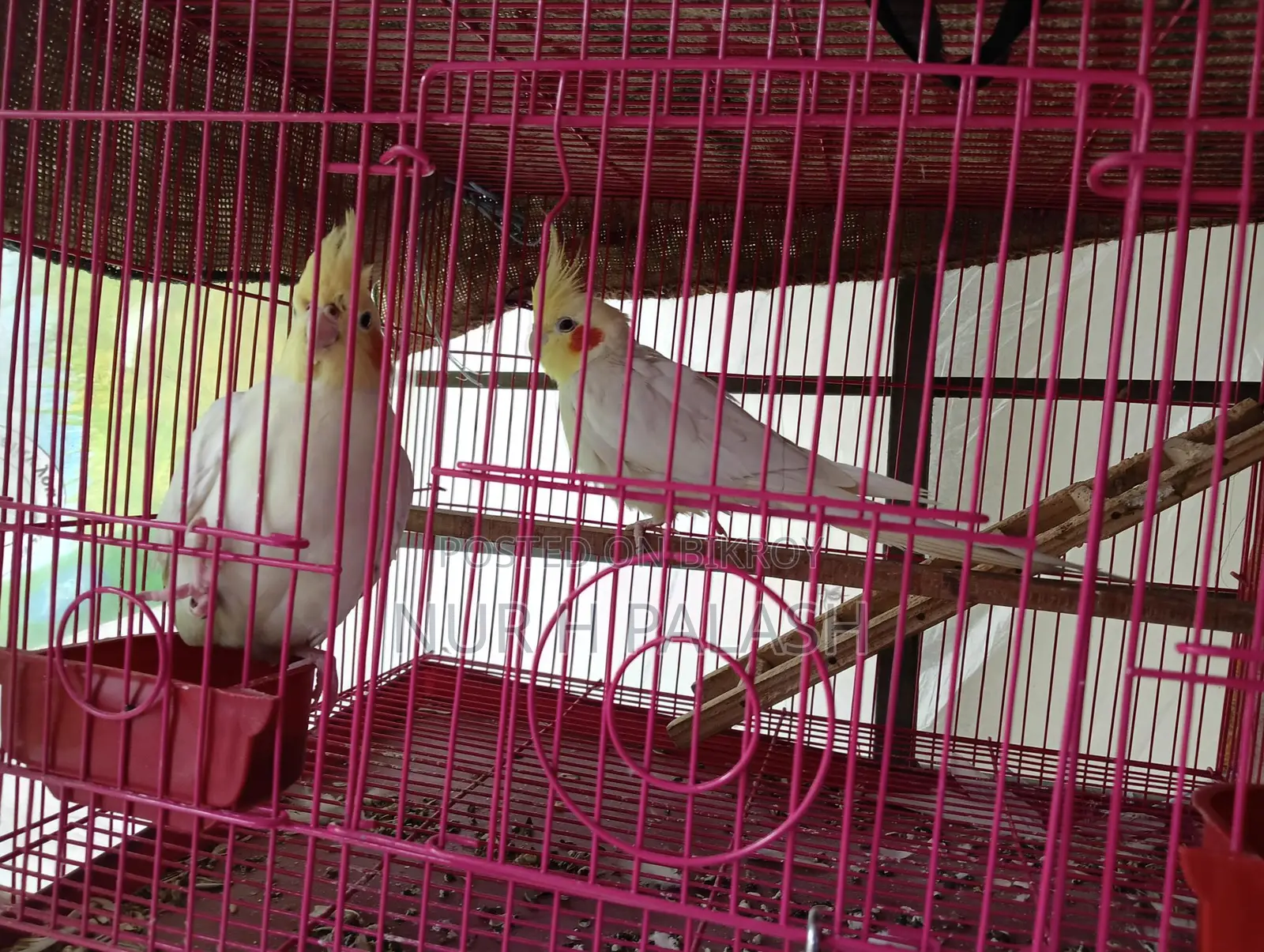 Running Cockatiel 2 Pairs
