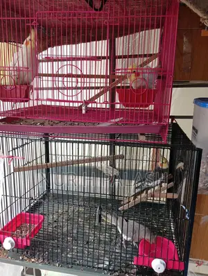 Running Cockatiel 2 Pairs