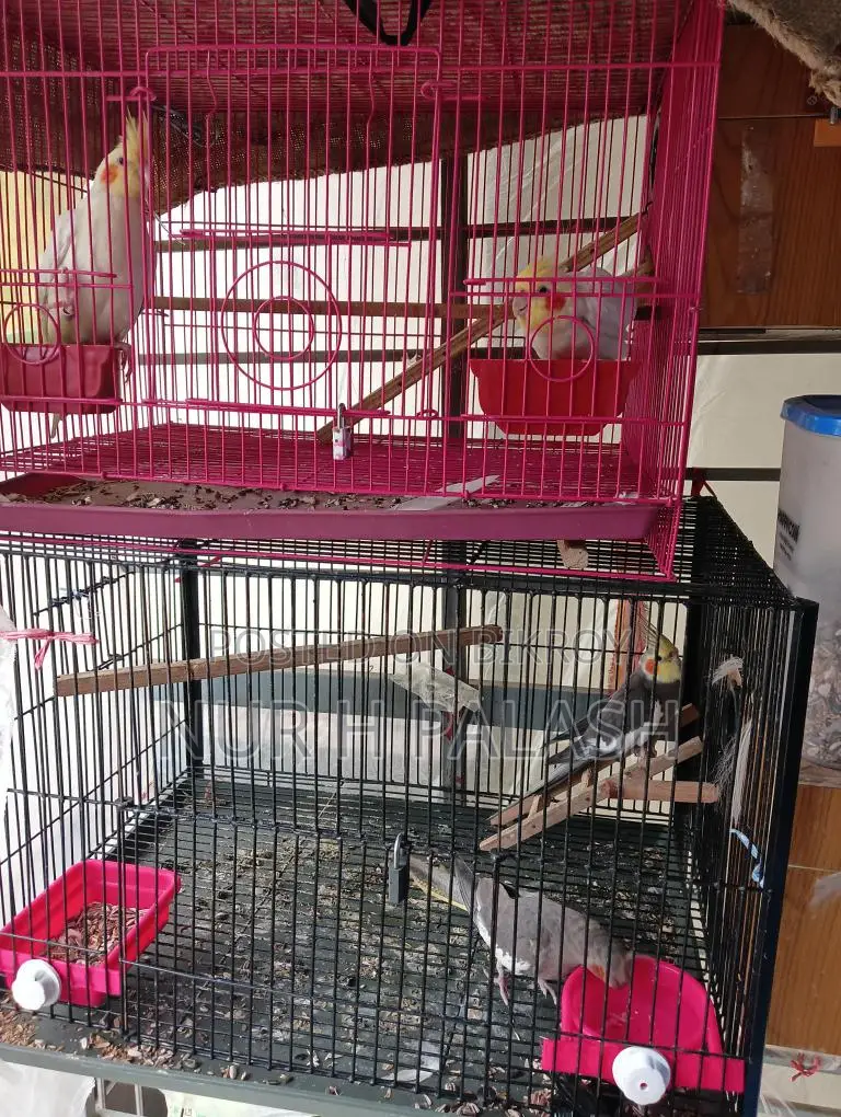 Running Cockatiel 2 Pairs