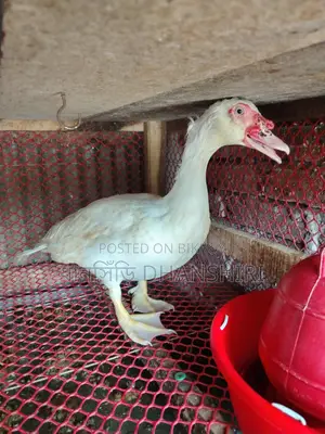 ৩ টা মেল চিনা হাঁসা এডাল্ট