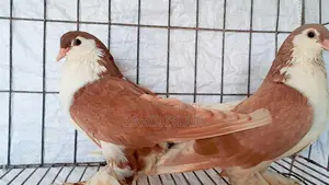 Pigeons for sale.