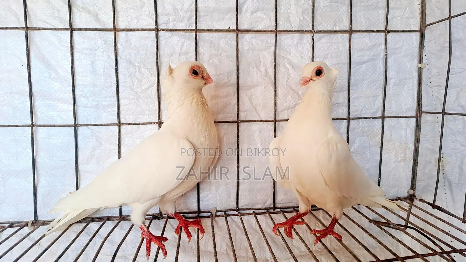 Pigeons for sale.