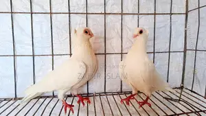 Pigeons for sale.