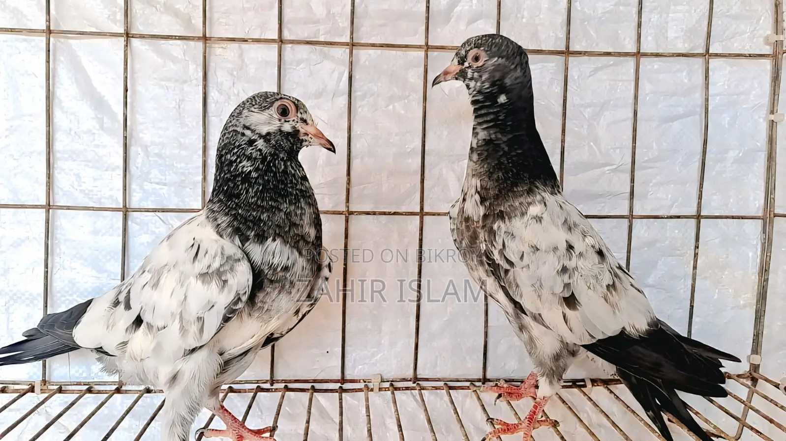 Pigeons for sale.