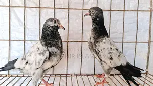 Pigeons for sale.