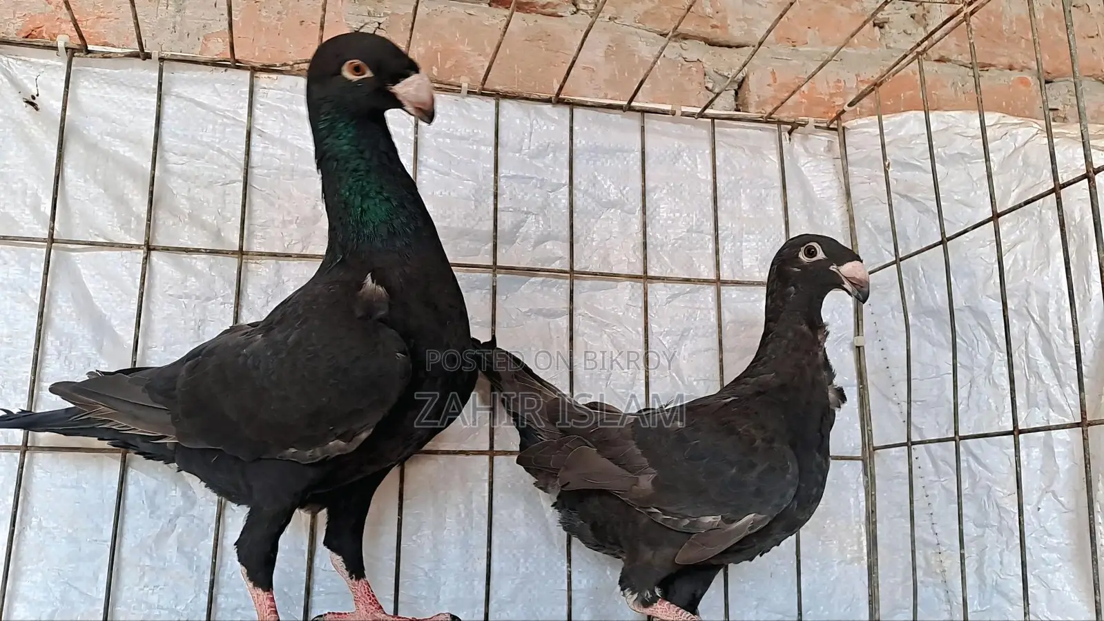 Pigeons for sale.