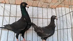 Pigeons for sale.