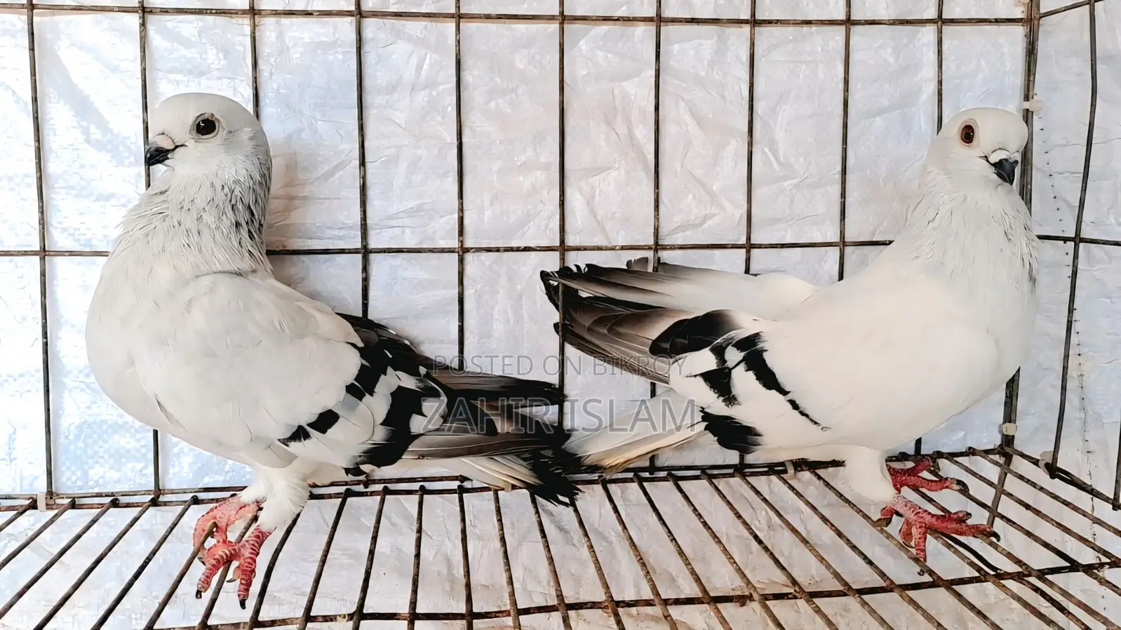 Pigeons for sale.