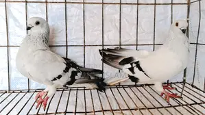 Pigeons for sale.