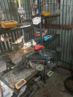 Birds for Sale