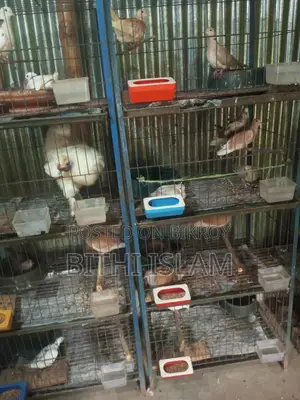 Birds for Sale