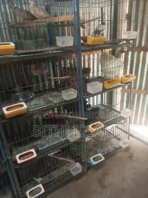Birds for Sale