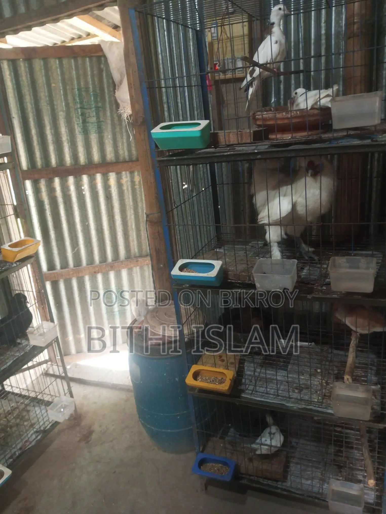 Birds for Sale