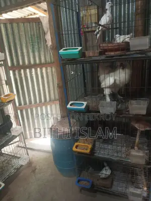 Birds for Sale