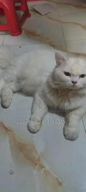Persian Cat