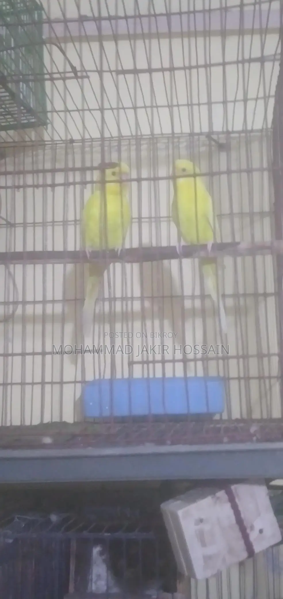 Red Yei Lotino