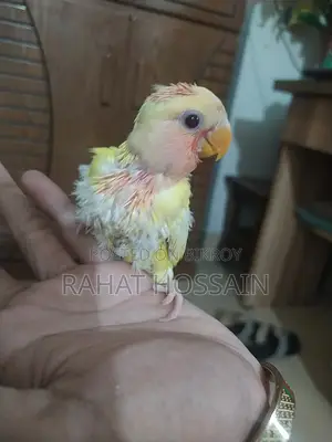 Love Bird Tame Size Baby