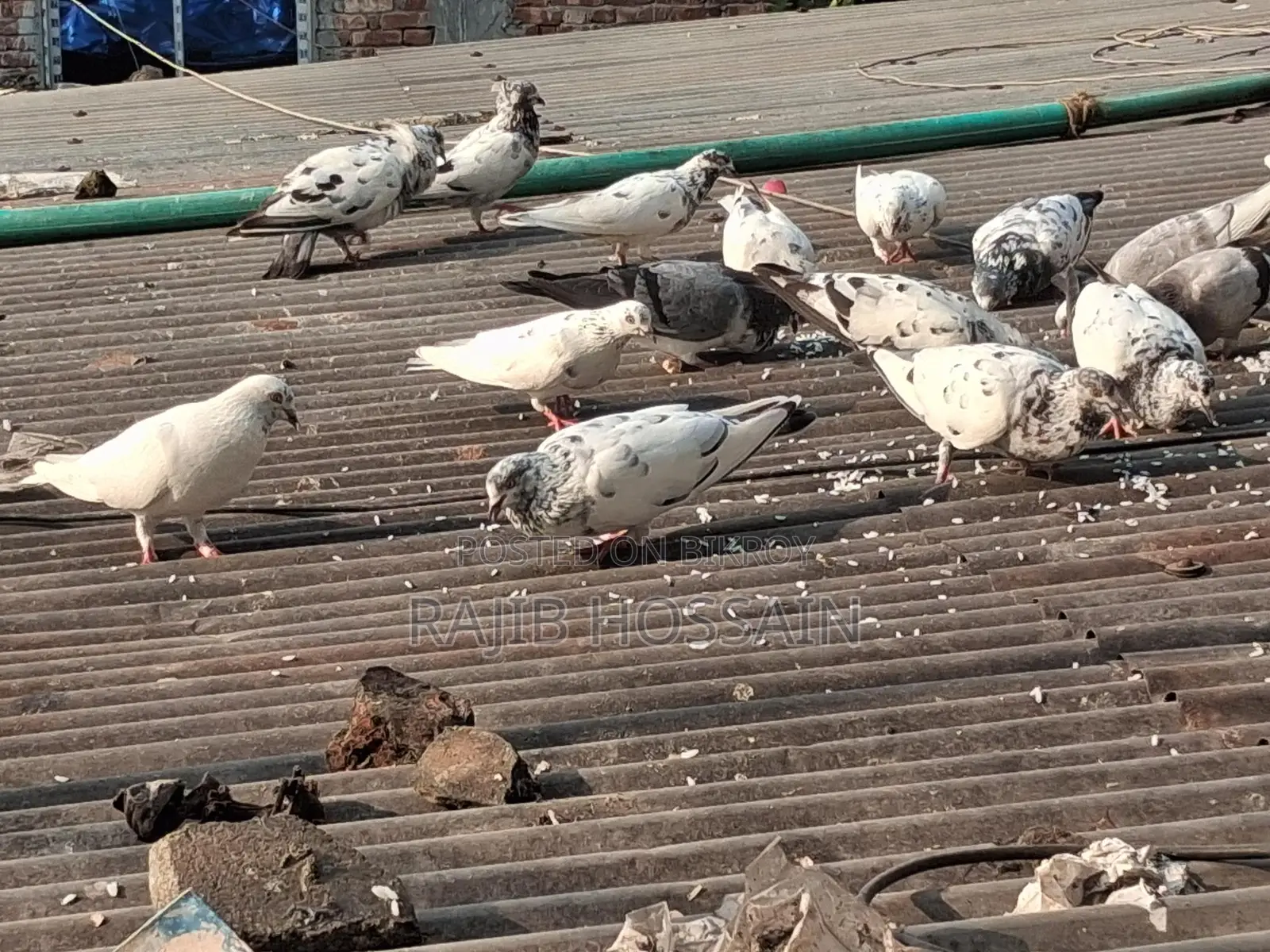 Selling All Pigeons Together