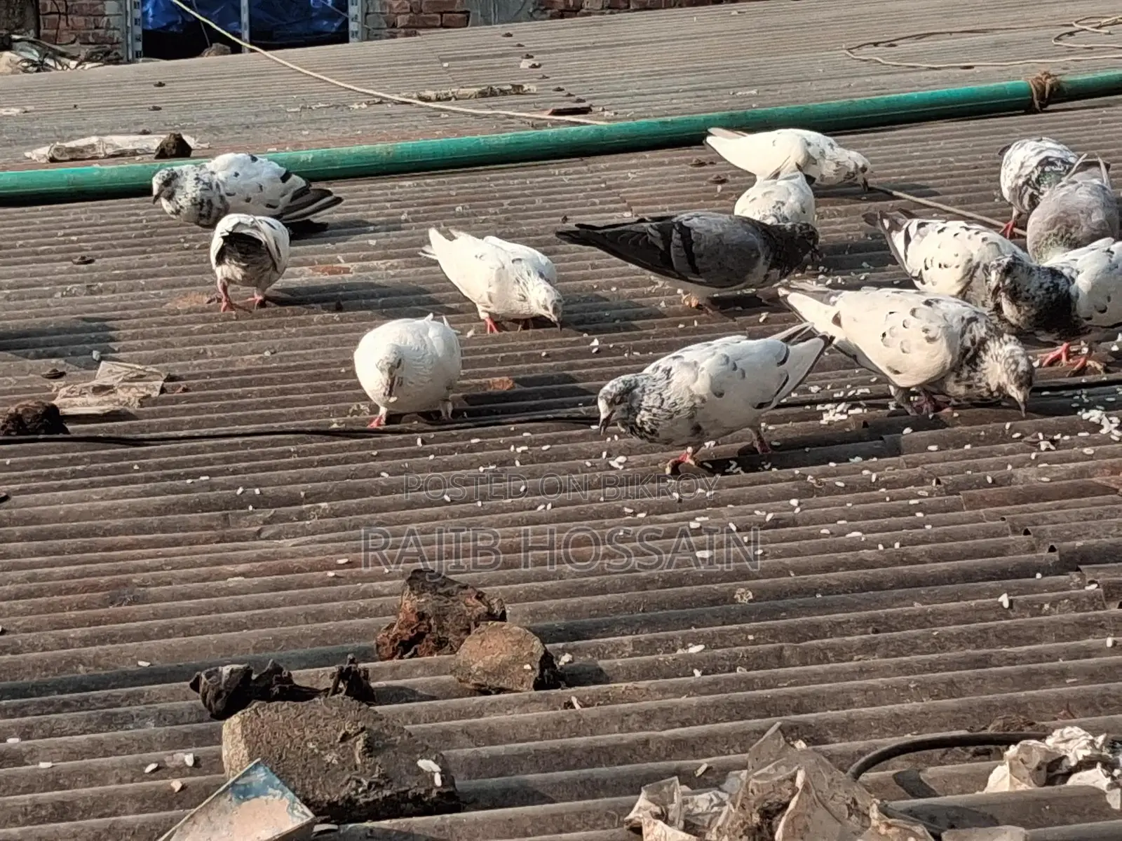 Selling All Pigeons Together