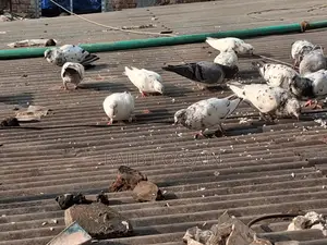 Selling All Pigeons Together