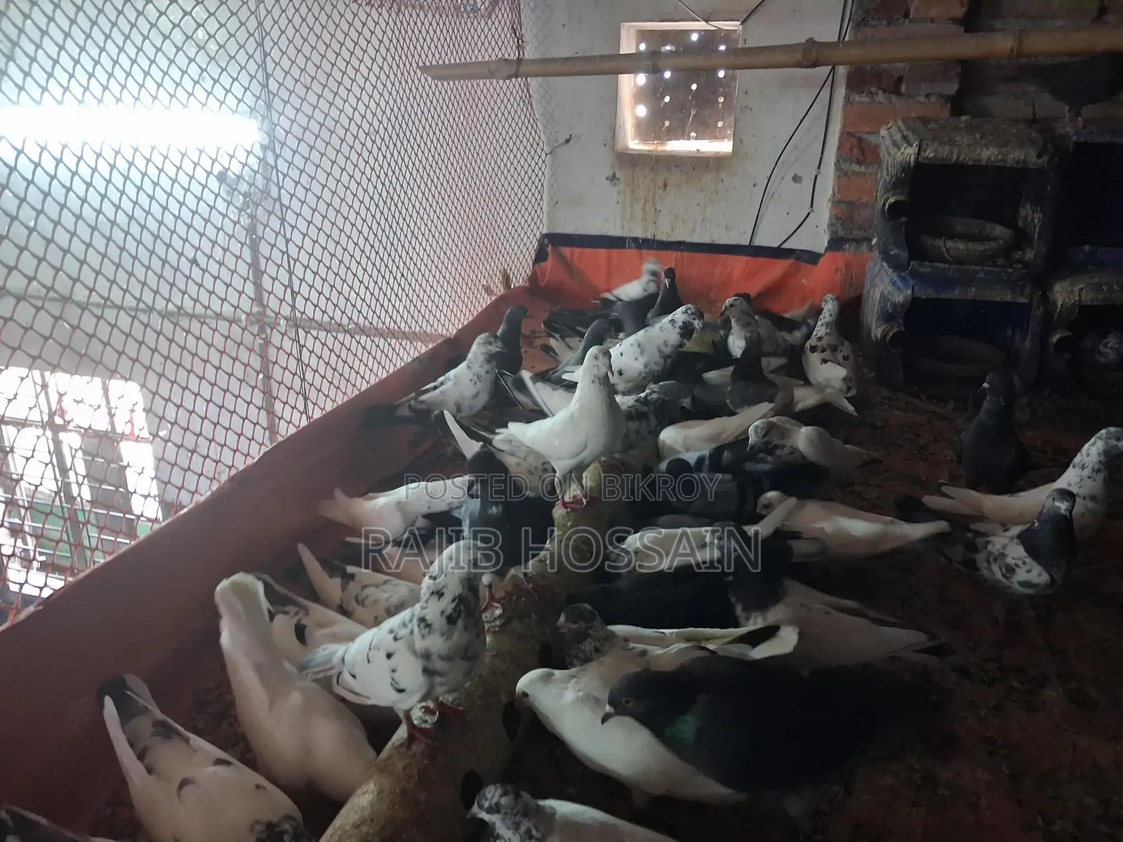 Selling All Pigeons Together
