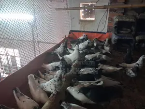 Selling All Pigeons Together