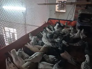 Selling All Pigeons Together