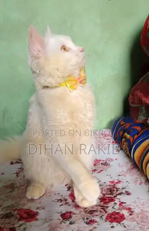 6-12 Months Male Mixed Breed Persian