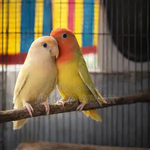 Master Pair (Love Bird)