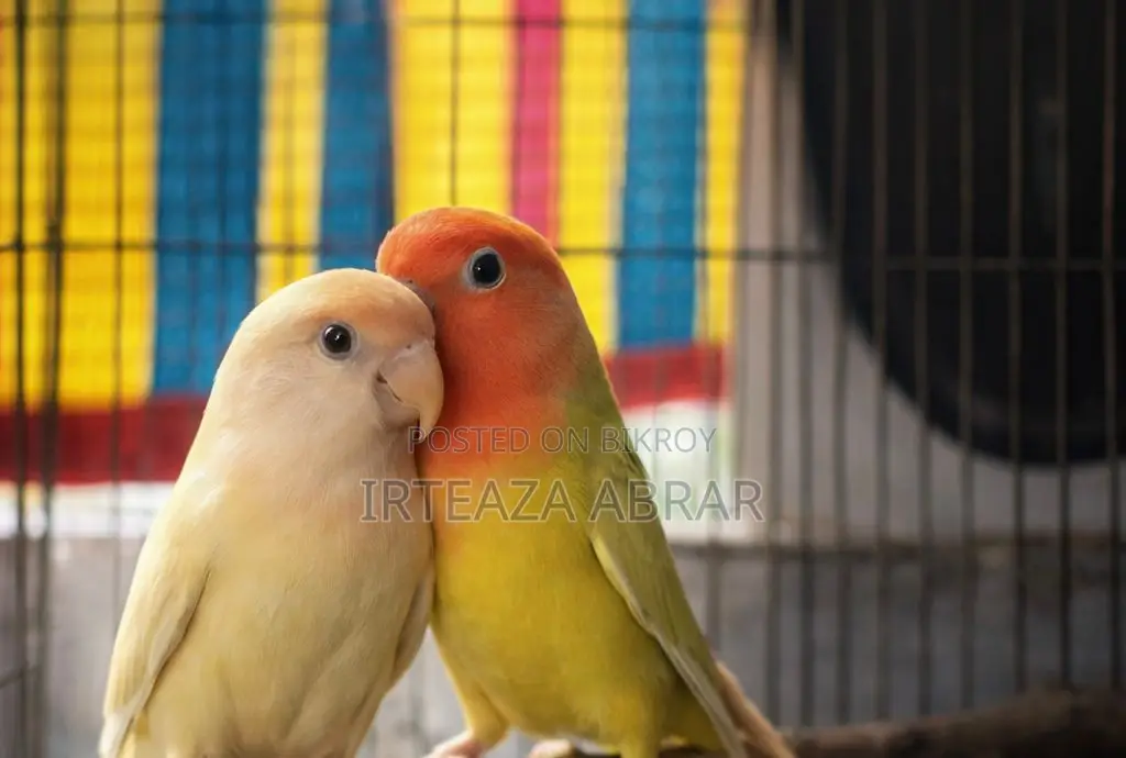 Master Pair (Love Bird)