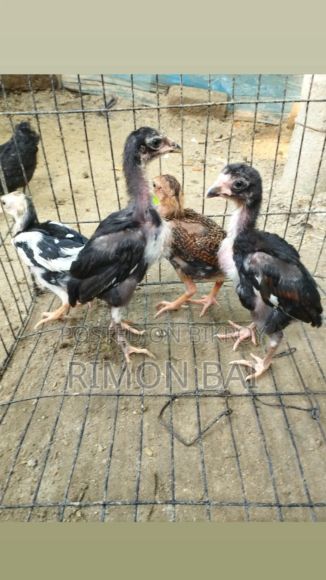 4 Sarali Ducklings for Sale