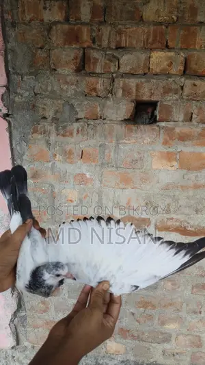 কবুতর